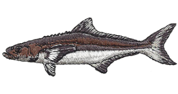 Cobia