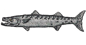 barracuda