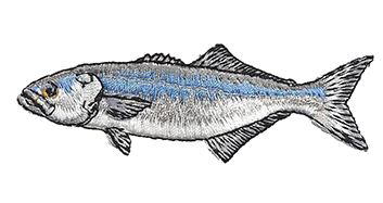 bluefish