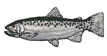 coho salmon